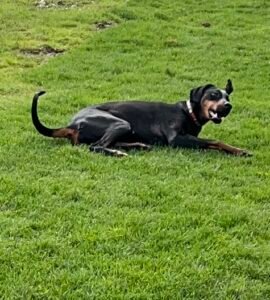 Meet Ruby: The Friendly and Affectionate Doberman ...