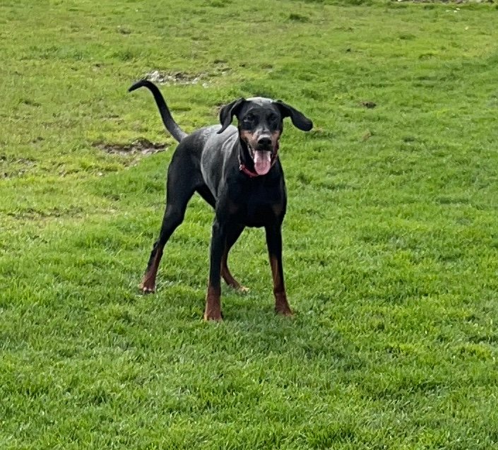 Meet Ruby: The Friendly and Affectionate Doberman ...