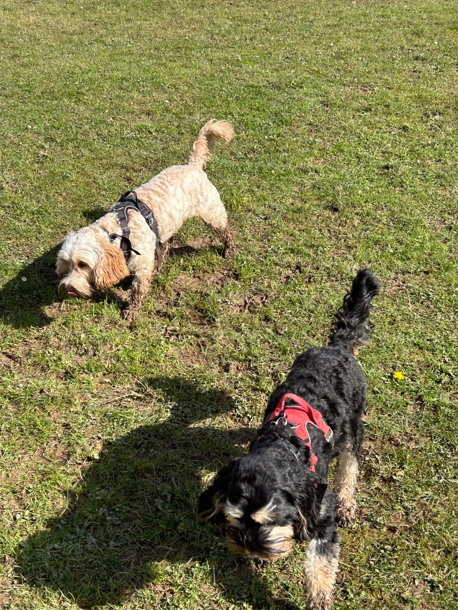 Meet Bobby and Bubble: The Dynamic Cockapoo Sisters