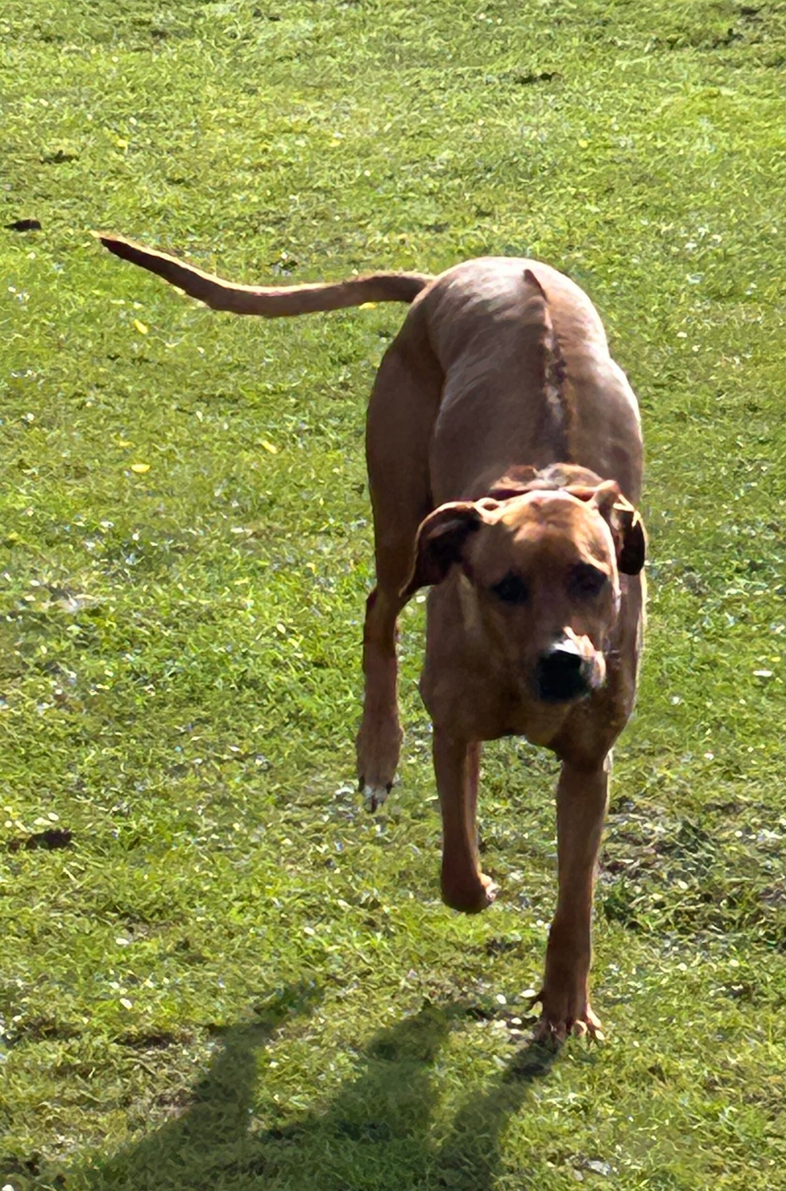Meet Thandi, the Energetic Rhodesian Ridgeback