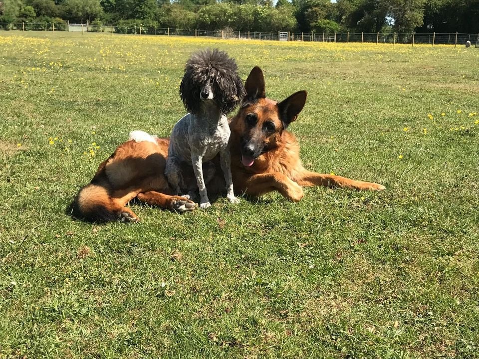 little paddocks dog field