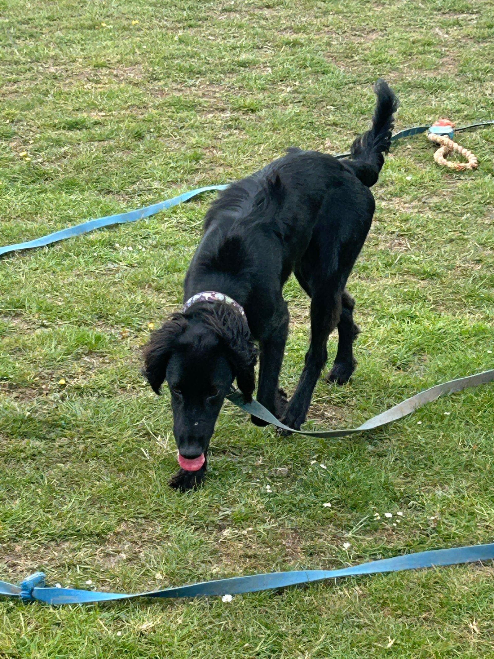 Introducing Albie: The Gentle Black Saluki Cross